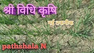 Shri Vidhi se dhan ki kheti। धान की खेती का आसान और सरल श्री विधि तरीका। pathshala N