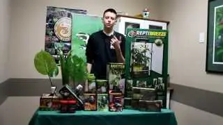 Jackson Chameleon Basic Set up & Care