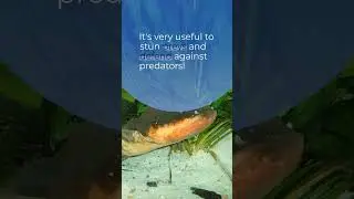 Weird Science: Bizarre Animal Adaptations
