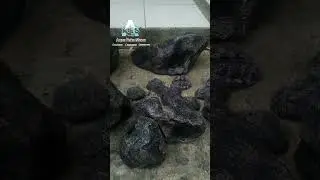 Batu buatan untuk aquarium ( fake stone ) 
