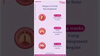 Stage of fetal development