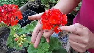 Семенное размножение пеларгоний.