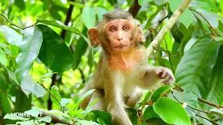 Super cute baby monkey Alba