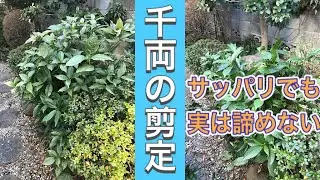 切りながら説明、小さくしても実はあきらめない！千両の剪定（字幕対応）