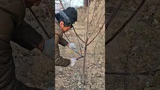 pruning apples 🍎 tree for better growth #satisfying #pruning #farming #shortvideo