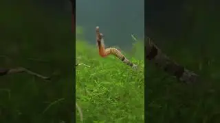 Ini ikan atau ular?? #ikanhias #ikanunik #ikanlangka