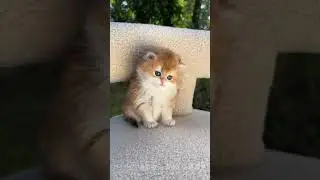 Charming Cats Lounging and Being Cute! 🐱