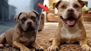 A Moment Happened That Made This Sad Dog Start Smiling!