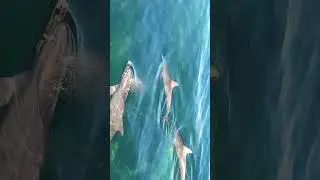 Wild Dolphin Watching Tour, Adelaide, South Australia 2023