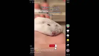 did u know hamster can lay ext flat