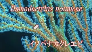 イソバナカクレエビ　Hamodactylus noumeae