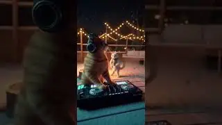 DJ McMeowzzi Drops the Beat! This Cat&rsquo;s Rave Party Will Blow Your Mind!