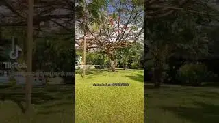 Welcome to Amani Paradise Luxury Villas in Diani.  Contact Linda for bookings on +254707 365521