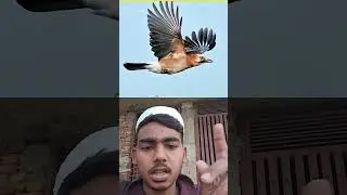 आखिर Ababil को ही अल्लाह ने क्यों भेजा |Shocking Fact #shortvideo
