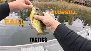 Fall Bluegill Fishing