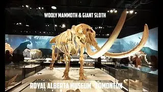 Royal Alberta Museum - Wooly Mammoth and Giant Sloth