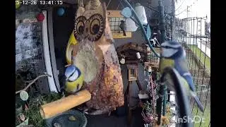 Wochenrückblick vom Vogelbalkon 🐦🐿️