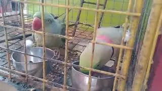 Alexander parrot 🦜😍 seeds 🌾 feeding breakfast time || pyaratotamithu watch till end