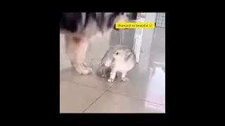Shimpoli fighting cat😂😂😂#funny #cat #kidsvideo #youtubevideo #youtubevideos #comedyskits
