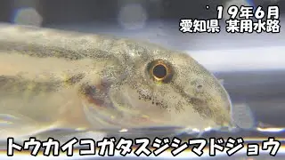 トウカイコガタスジシマドジョウ（&rsquo;１９年６月　豊川水系用水路）
