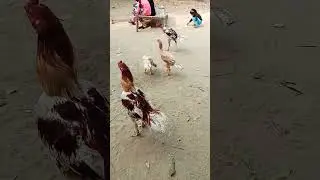 Tiger aseel 🔥😎#aseelfightermurga #aseellovers #newsong #aseelshok #punjabaseel