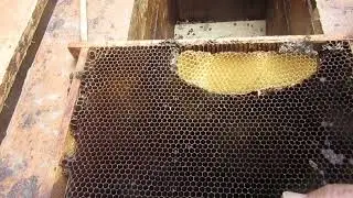 3113 Poddanie materiału reprodukcyjnego do rodziny z straconą matką.2023r0608