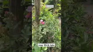 Mirik 🏠 Homestay near Mirik lake #darjeeling #mirik #rose#mirikhomestay #trending #everyone