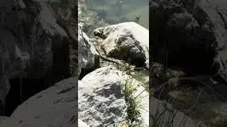 Water Snake Slithering into the Water from the Rock