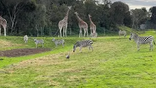 African animals in Australia 🇦🇺 | Werribee open range zoo Melbourne Australia 🇦🇺 ￼