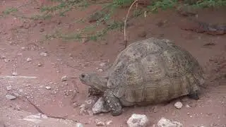 2013-za video clip 43 kgalagadi tfp 12 movie