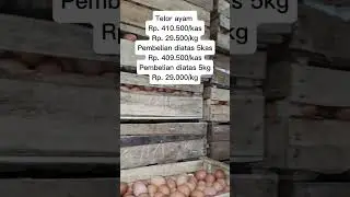 Update harga telor ayam fresh🤩🤩🤩