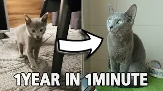 #Russianblue Kitten to Cat Timelapse 1 Year in 1 minutes. Sony xperia 1 ii
