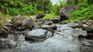 Tranquil River Stream for Study | Relaxing Water Sounds for Focus
