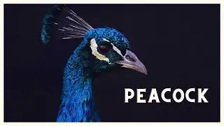 Colorful peacock mating call. The sound of a peacock on a small farm.