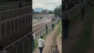 cabalos
