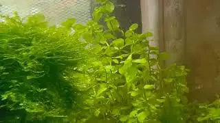 Dirted tank 