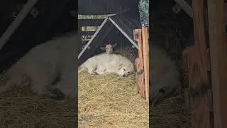 Livestock Guardian Dog Rest #livestockguardiandogs #goats #cute #love