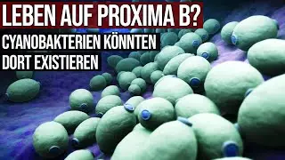 Leben auf Proxima b? - Cyanobakterien k&ouml;nnten dort existieren