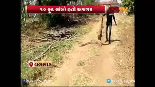 10 ft Python found in Valsad (bulsar) farm house