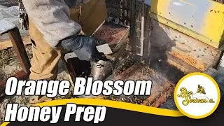 Adding Honey Supers For Florida Orange Blossom Flow | Honey Bees