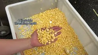 ST-TL368 Maize threshing machine # Cornprocessing # Cornthreshing #foodmachine