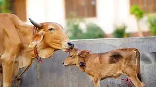 गईया मेरी गईया - #cow - Gaiya Meri Gaiya - By Skool Tv
