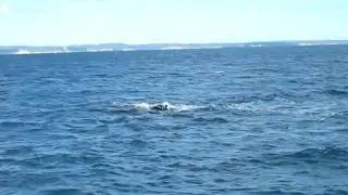 Humpback Whale - Pectoral Slap - Mother and calf