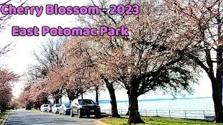 East Potomac Park 🌸🌸- Cherry Blossom Tour - Washington D.C.