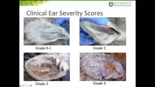 Adam M Hering: Testing of new options for the treatment of Psoroptes ovis in bighorn sheep