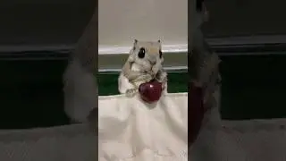 Ezo flying squirrel quietly peeking its head out to observe you.#squirrel #shorts #animal #cute