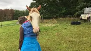 Free Bonding with Horses beim Horse-Workshop Pferdemensch