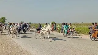 larkana donkey race aashiq majboor V's Rafiq hotel wala 🐎❤️ win race Rafiq hotel wala 🐎🐎