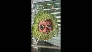 Drew and Mike Present Chia Garcia