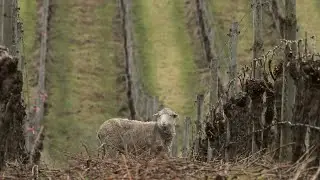 Shaw + Smith | Winter in the Vineyard